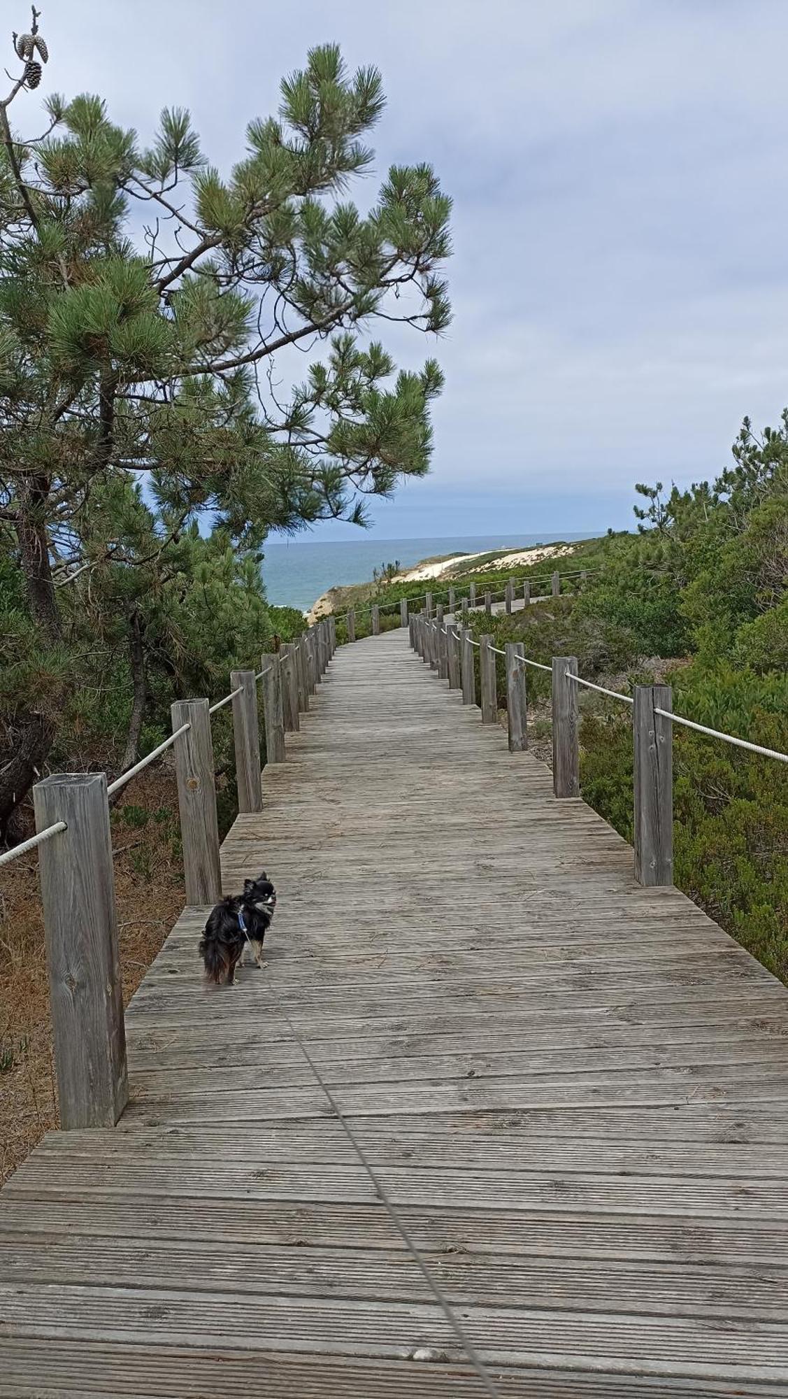 Tinyhouse Tilda - Near Famous Beaches Pataias Exterior foto